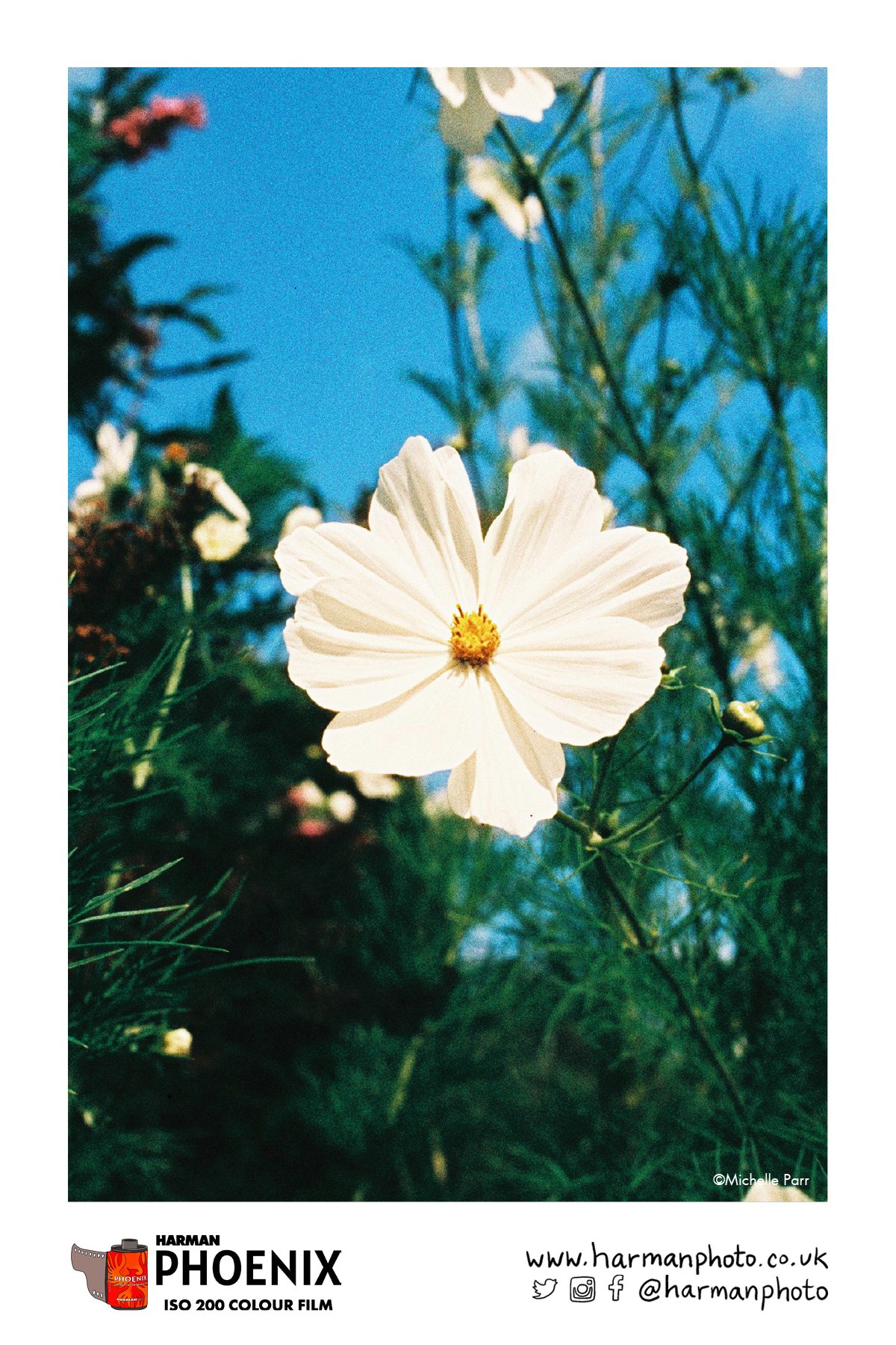 White flower against blue skyFlower shot on HARMAN Phoenix colour film